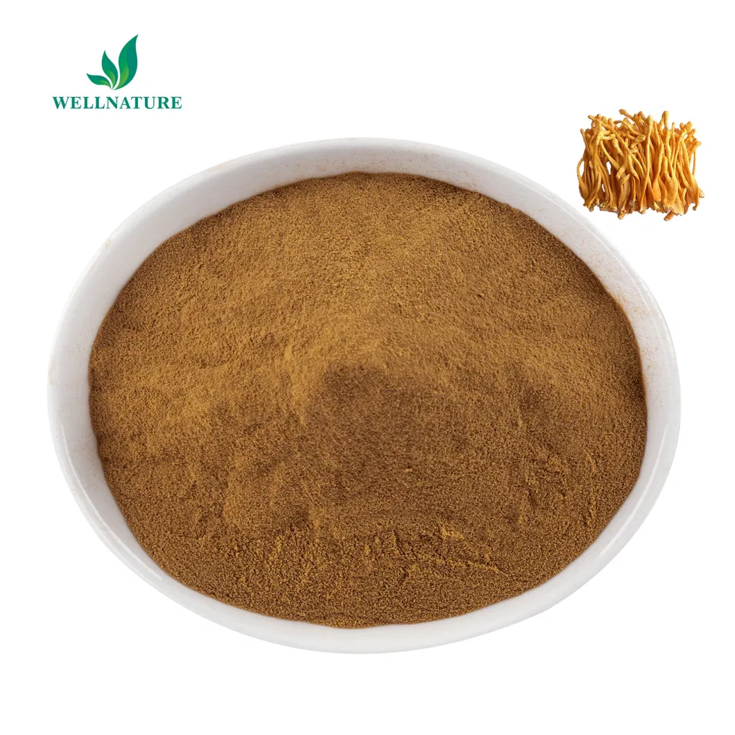 Traditional Adaptogen for Immune Modulation, Fatigue Reduction and Vitality Enhancement Sinensis Cordyceps Extract