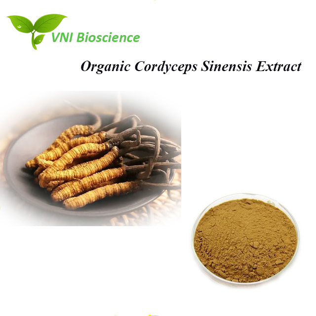 Kosher Certified 100% Natural Cordycepin Organic Cordyceps Sinensis Extract