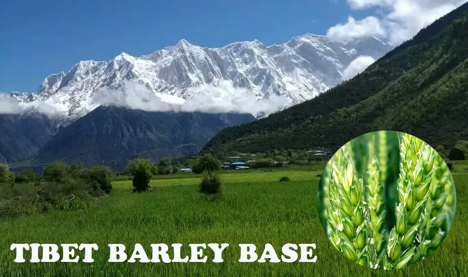 Highland Barley Processing