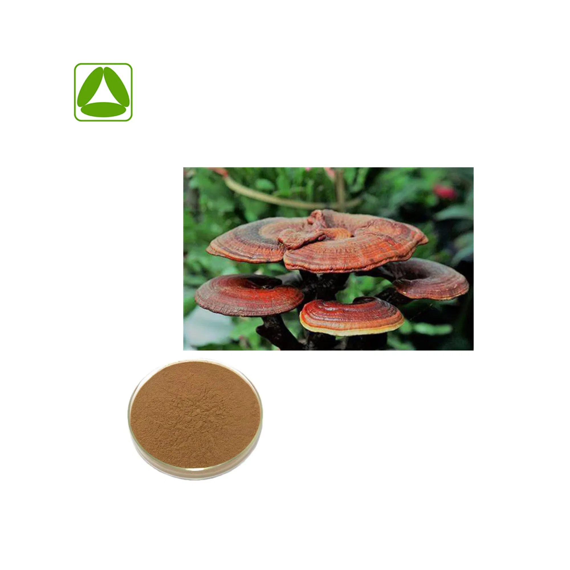 Organic Natural Adaptogen for Energy and Vitality Reishi Extract 20: 1 Ganoderma Lucidum Extracts