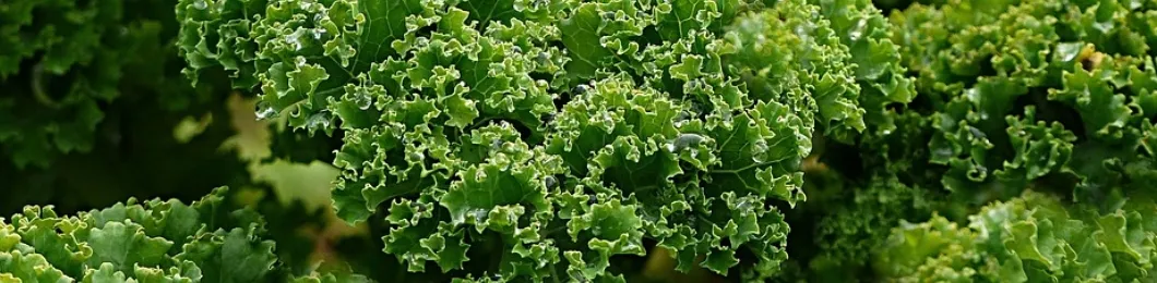 Natural Kale Powder for Superfood Smoothies and Green Juices
