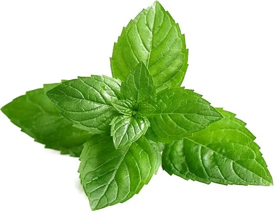 Mint Flavor Powder