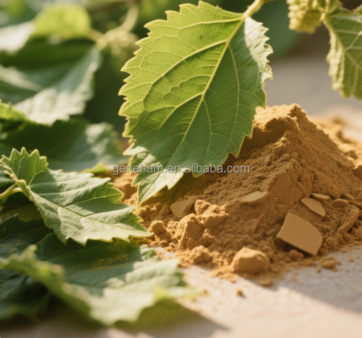 Organic 5% Dnj Mulberry Leaf Extract Wholesale Halal Certified Competitive Price Plant Extract