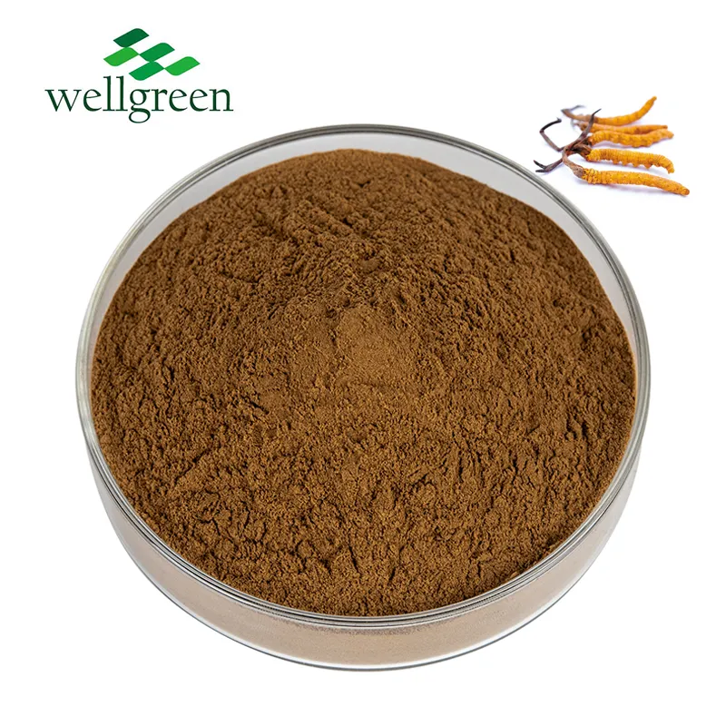 Cordyceps Militaris Extract Powder