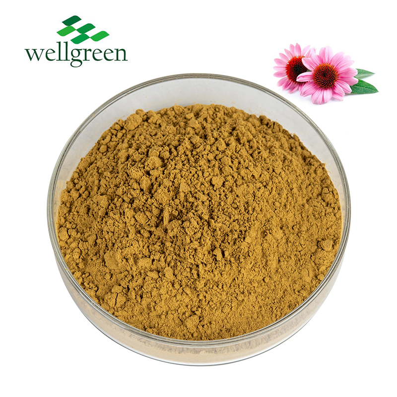 Herb Organic Plant Root Cichoric Acid 4% Powder Purpurea Echinacea Extract