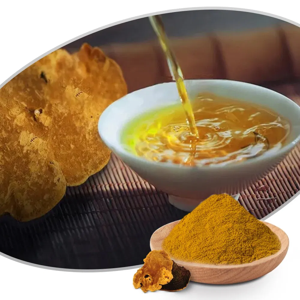 Traditional Medicine Mushroom Phellinus Linteus Extract Herbal Remedies