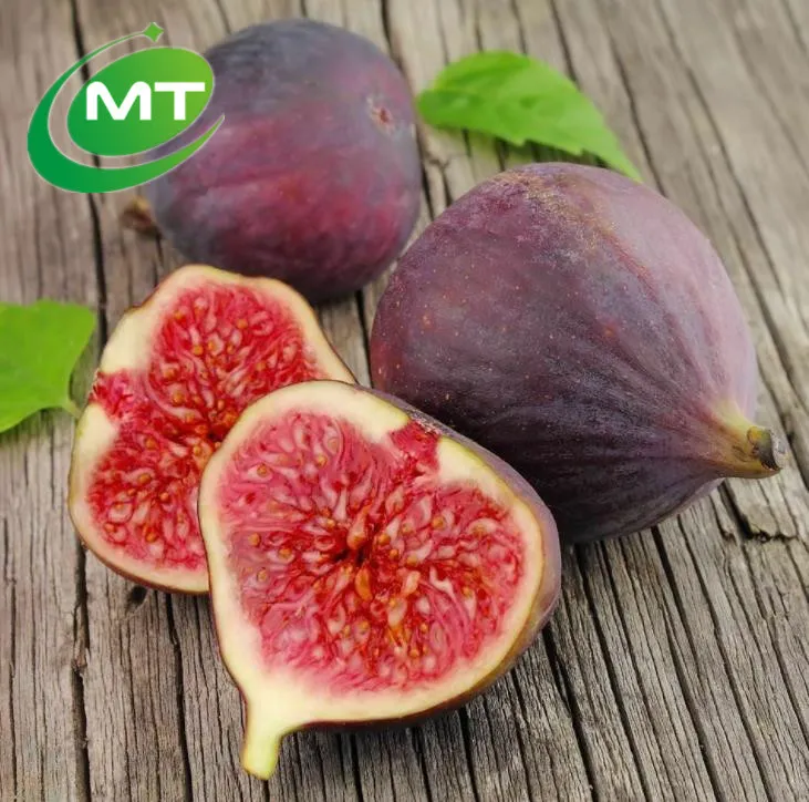 Fig Extract Detail 2