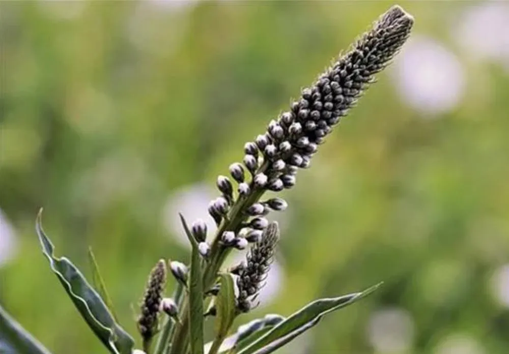 Black Cohosh Extract Overview