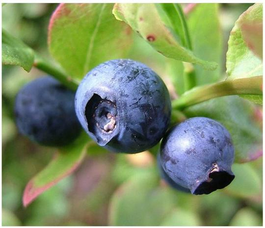 Herbal Extract Bilberry Extract 10%~25% Anthocyanidins (UV-VIS) Antioxidant
