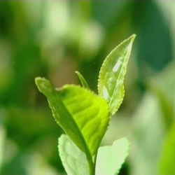 Factory Supply Instant Green Tea Powder