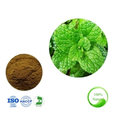Plant Extract Water Soluble Mint Flavor Powder Natural Spearmint Extract