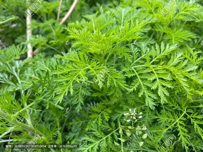 Natural Artemisinin Powder