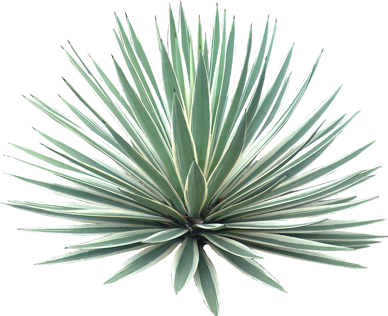 Yucca Extract Detail