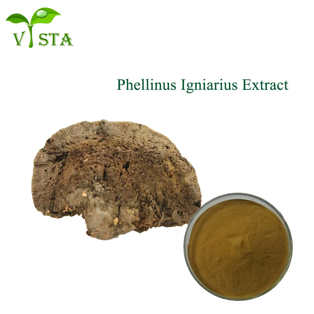 Phellinus Igniarius Extract Powder