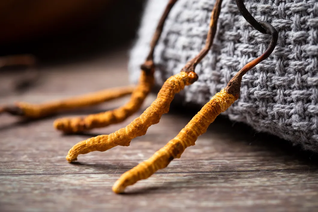 Cordyceps Sinensis Mycelia Powder