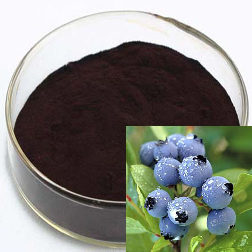 Herbal Extract Bilberry Extract 10%~25% Anthocyanidins (UV-VIS) Antioxidant