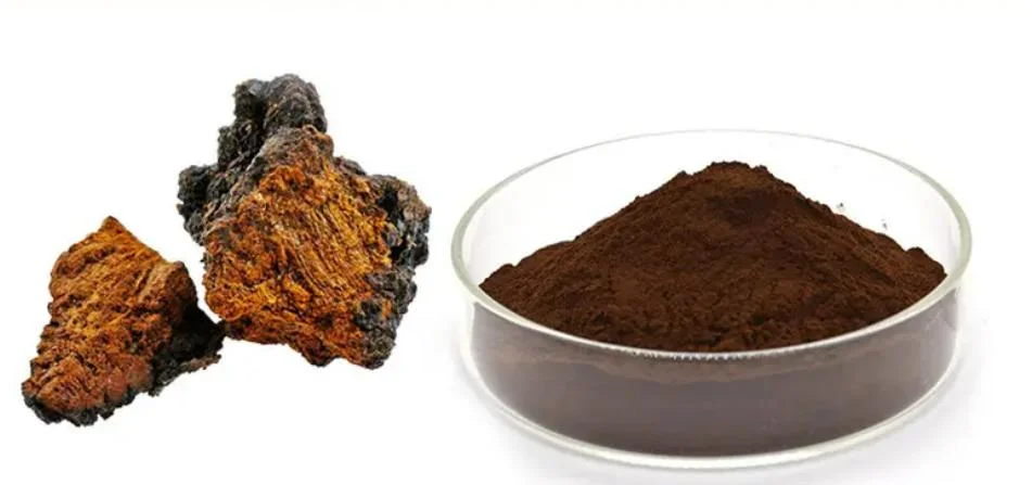 Good Price Quality Herbal Powder Chaga Mushroom Extract Powder with 10% Polysaccharides