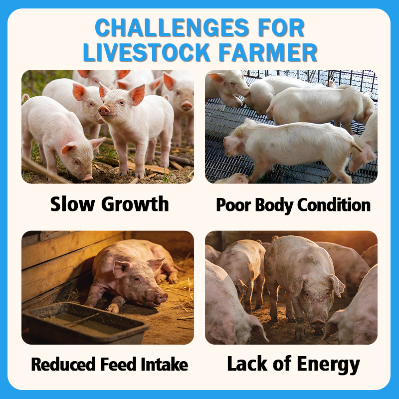 0.1% Vitamin Premix for Piglets (Early Nursery Stage) Appetite-Stimulating Growth-Boosting Feed