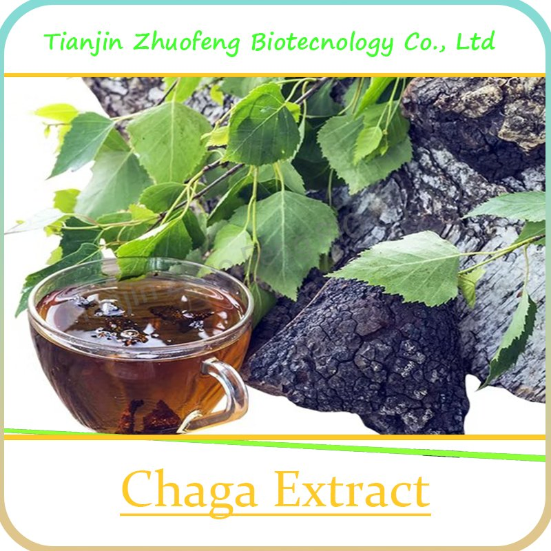 Natural Plant Extract Organic Chaga Mushroom Extract for Anti-Cancer Herb Herbal
