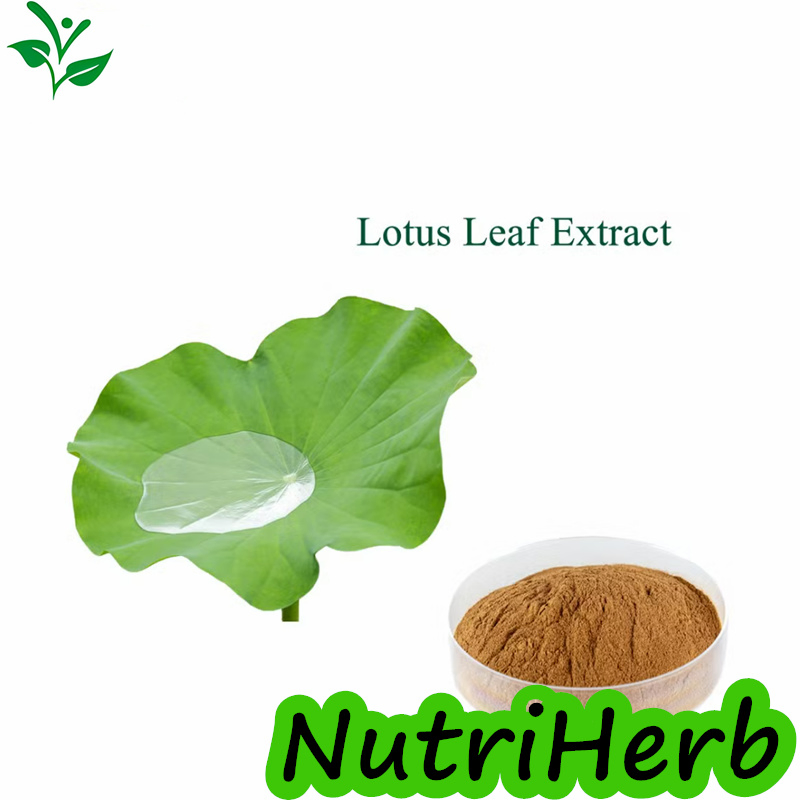 Wholesale Health Products Natural Plant Herbal Raw Material Organic 20% Flavone Nuciferine Lotus Leaf Root Flower Powder Extract