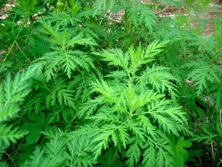 Sweet Wormwood Extract Powder