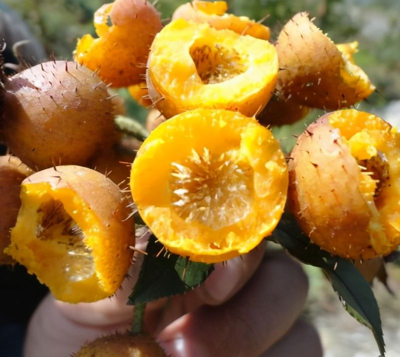 Natural Plant Extract SOD Vitamin C Rosa Roxburghii Extract Powder