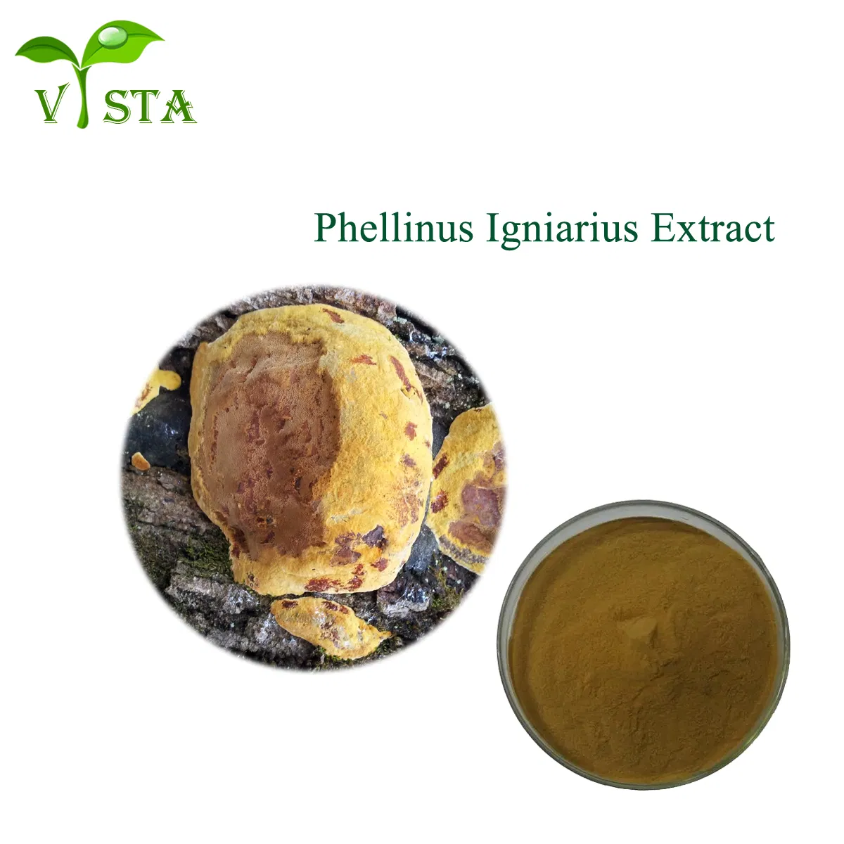Bulk Supply Organic Mushroom Extract Phellinus Igniarius Extract 10: 1 Organic Phellinus Igniarius Mushroom Extract Powder