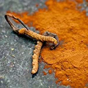 Plant Extract Chinese Cordyceps Mushroom Powder Organic Improve Immune System