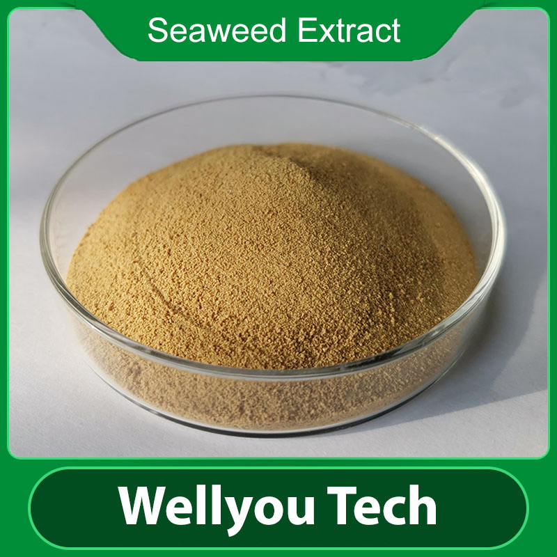 Wellyou Tech Seaweed Extract with 100% Water Soluble, Plant Biostimulant