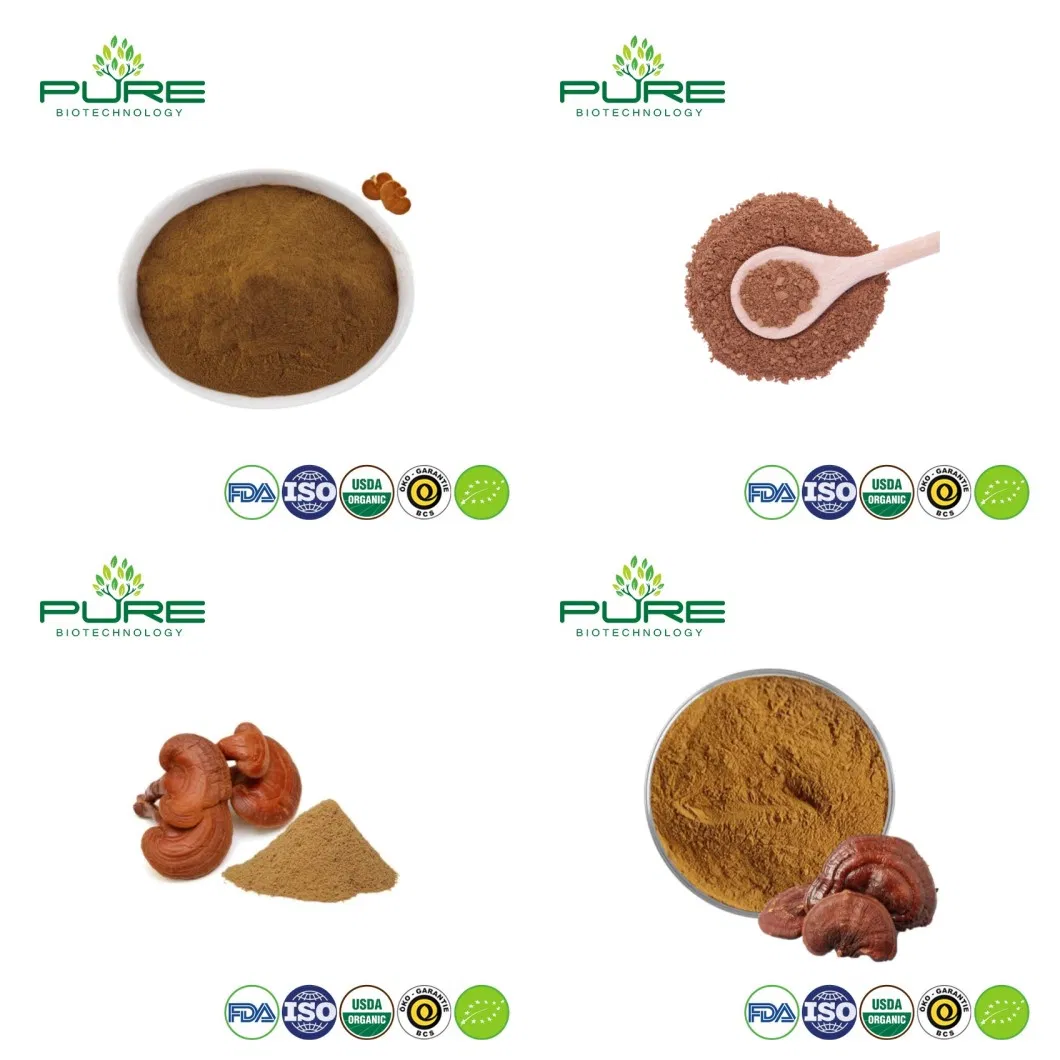 Natural Reishi Mushroom Extract Powder