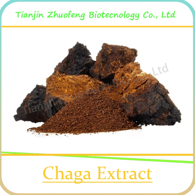 Natural Plant Extract Organic Chaga Mushroom Extract for Anti-Cancer Herb Herbal