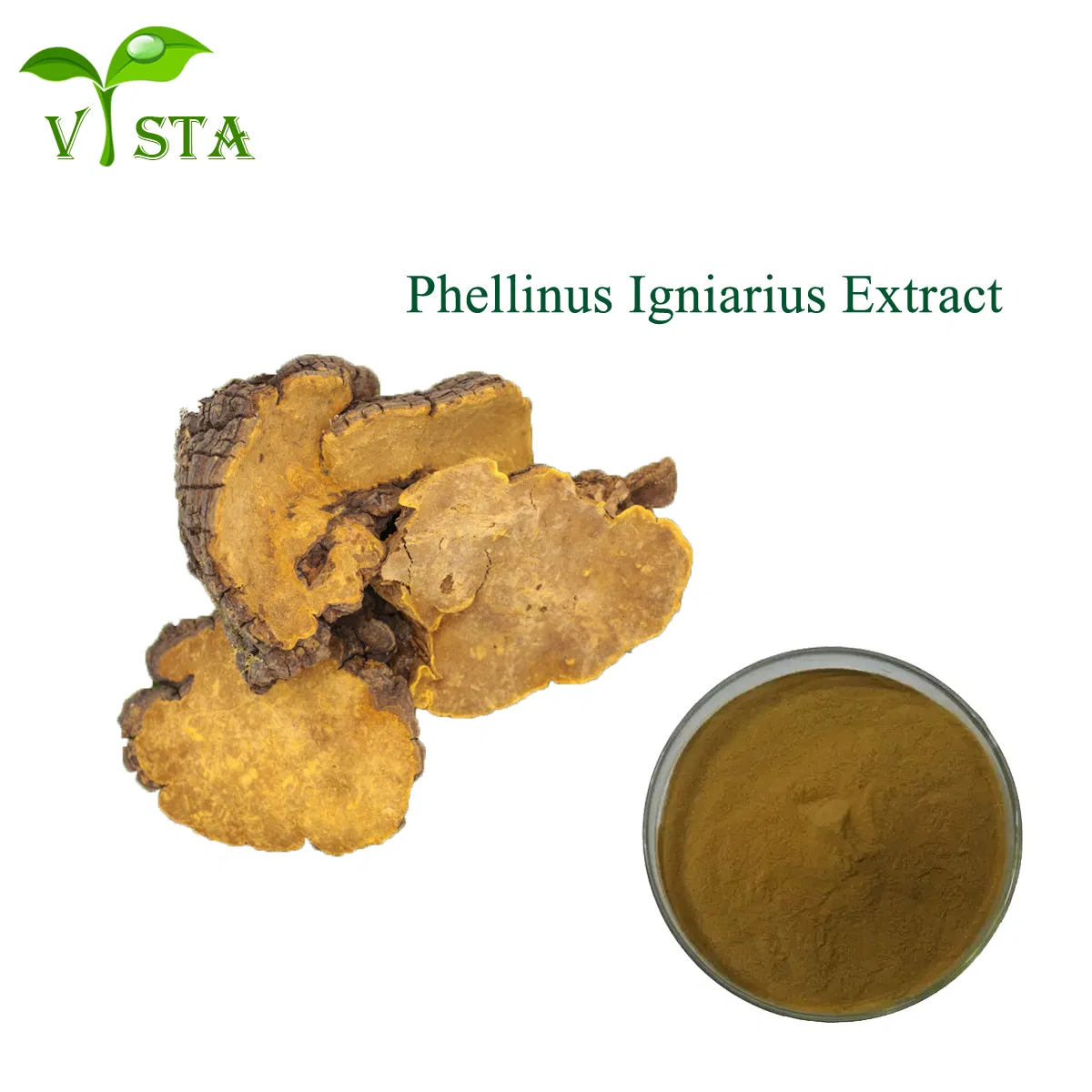 Bulk Supply Organic Mushroom Extract Phellinus Igniarius Extract 10: 1 Organic Phellinus Igniarius Mushroom Extract Powder