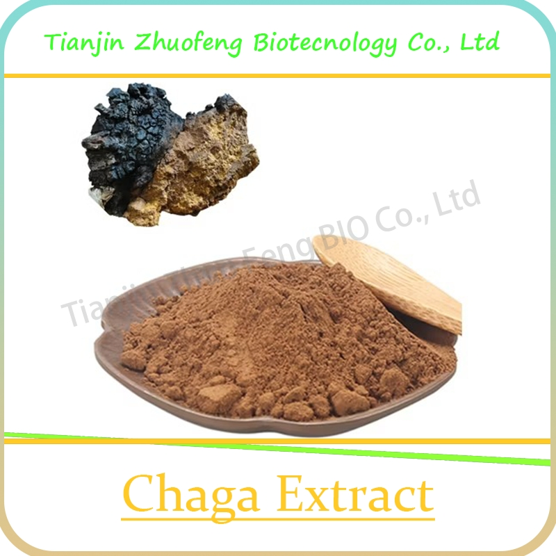 Natural Plant Extract Organic Chaga Mushroom Extract for Anti-Cancer Herb Herbal