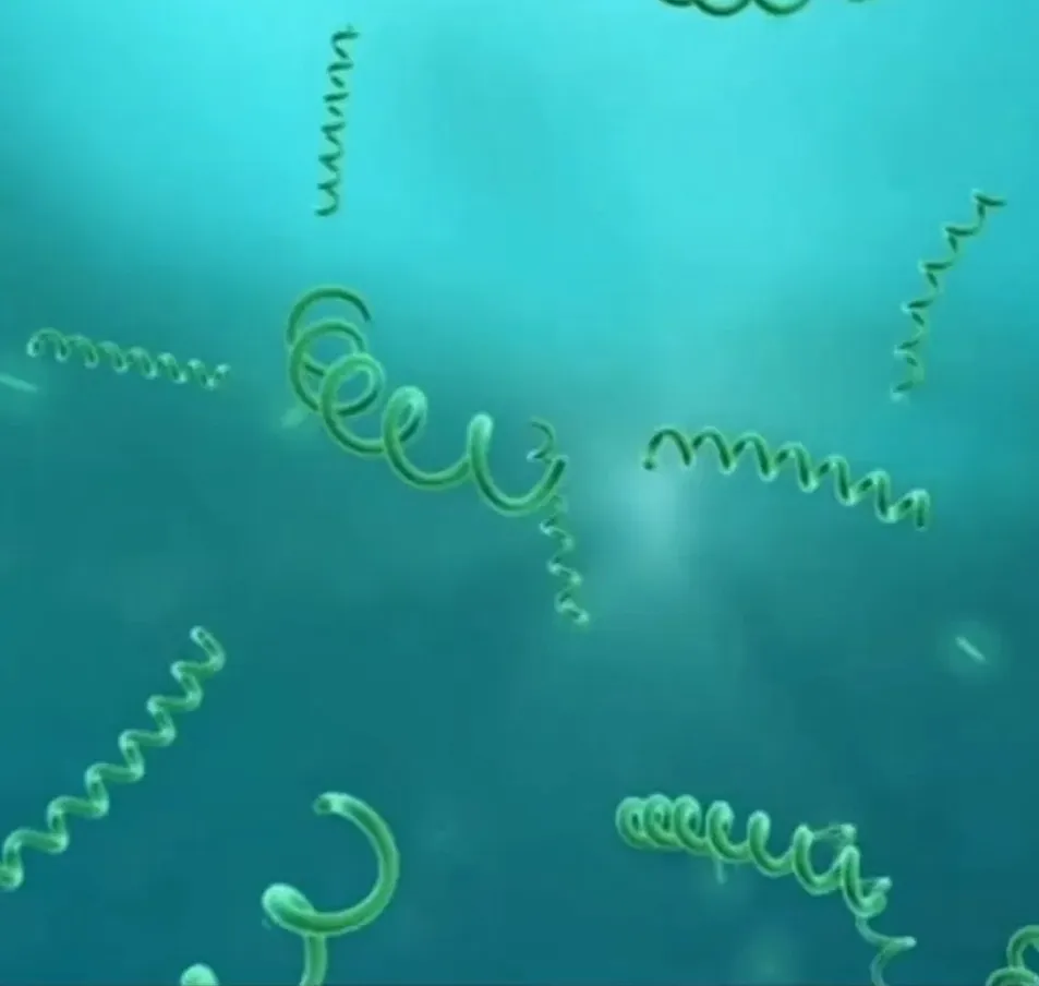 Spirulina Powder Close-up