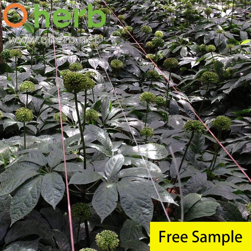 Traditional Chinese Medicine Notoginseng Extract for The Blood and Circulation