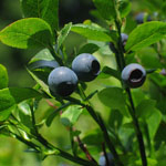 Herbal Extract Bilberry Extract 10%~25% Anthocyanidins (UV-VIS) Antioxidant