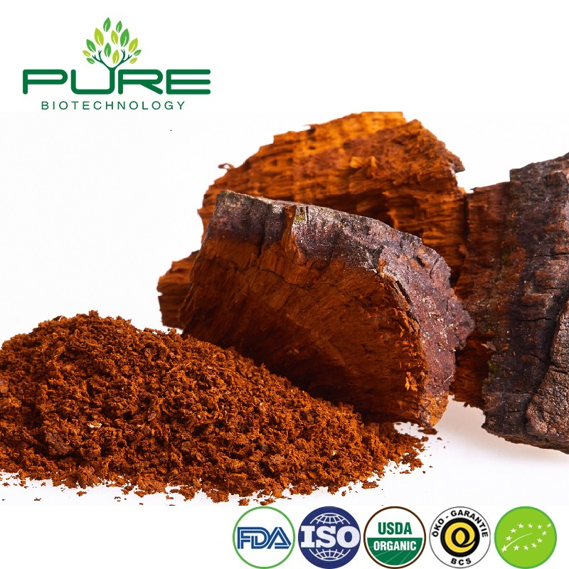 Premium Organic Chaga Mushroom Extract Powder for Wholesale Supply