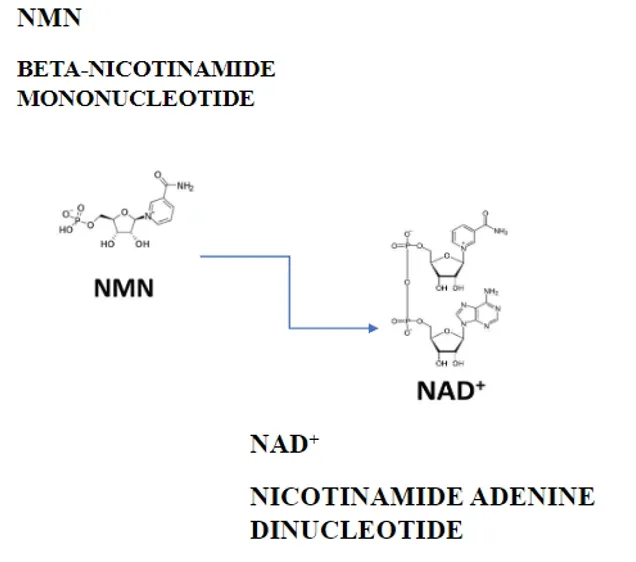 NMN Functions