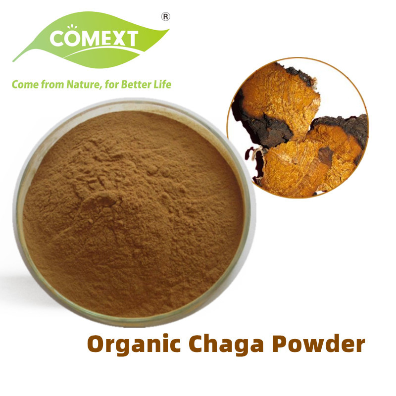 Comext Free Sample Chinese Traditional Medicine ISO Fssc Supplier 10: 1 Plant Inonotus Obliquus Powder Chaga Mushroom Extract