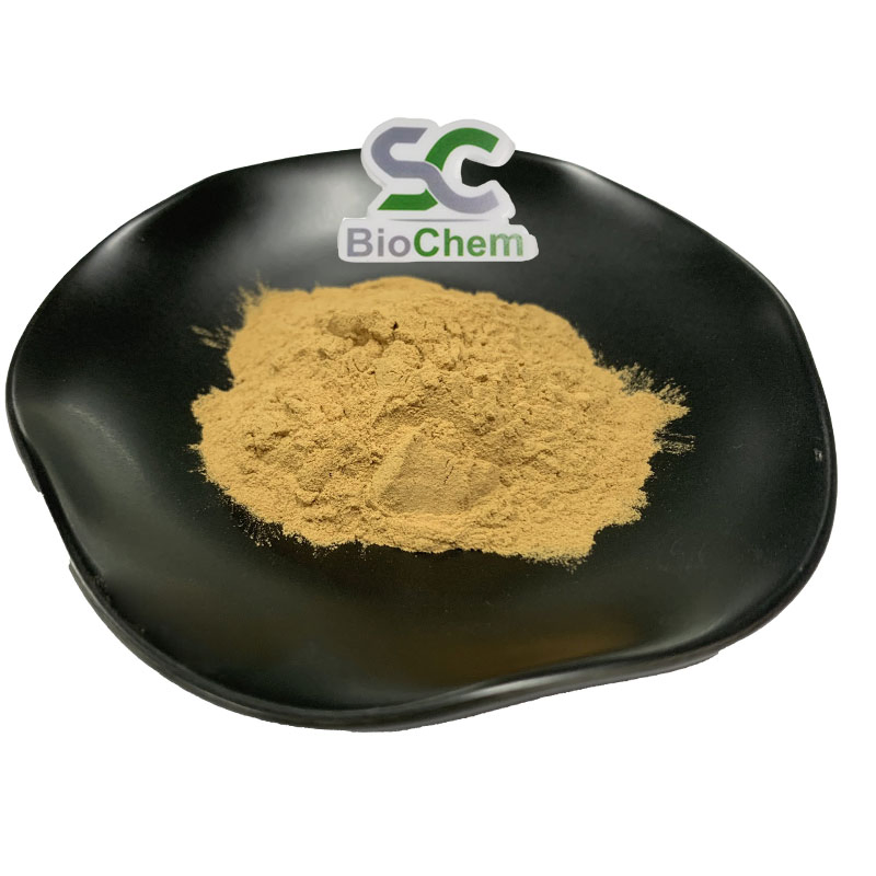 Supply Traditional Chinese Dong Quai Extract 10: 1 Angelica Root Extract