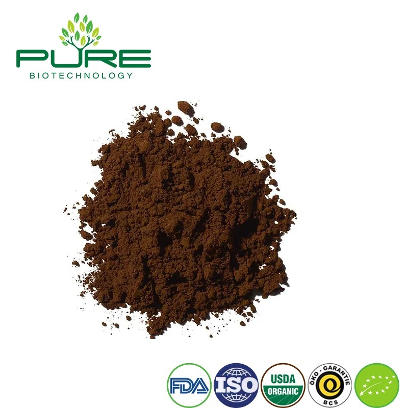 Premium Organic Chaga Mushroom Extract Powder for Wholesale Supply