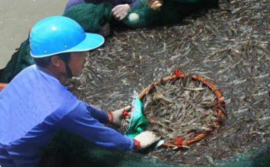 High Quality Nutrition Aquaculture Vitamins Premix for Fish