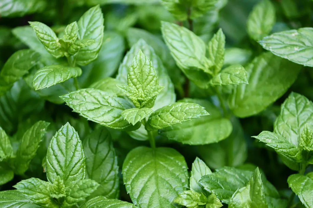 Spearmint Extract