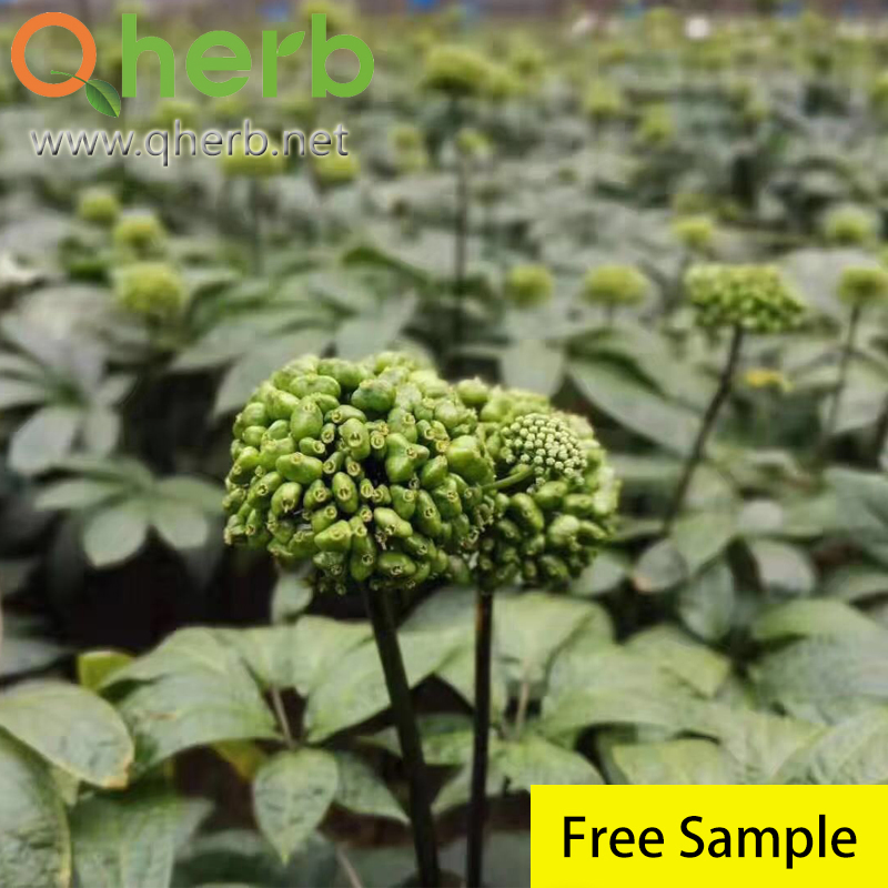 Traditional Chinese Medicine Notoginseng Extract for The Blood and Circulation