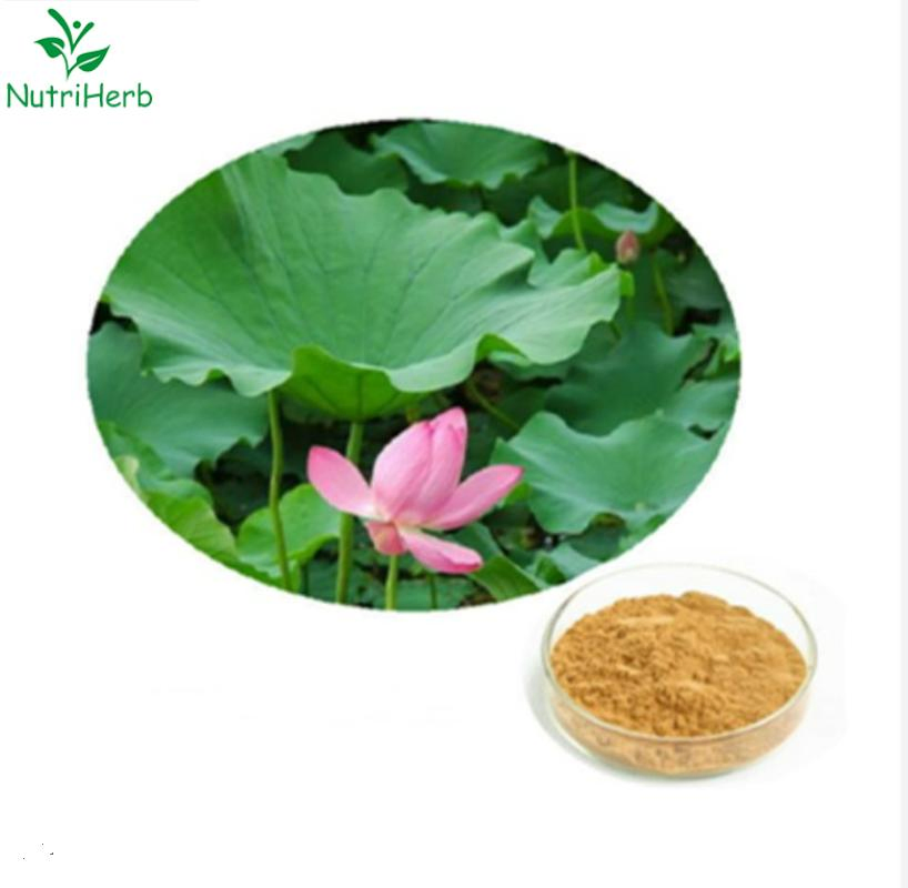 Wholesale Health Products Natural Plant Herbal Raw Material Organic 20% Flavone Nuciferine Lotus Leaf Root Flower Powder Extract