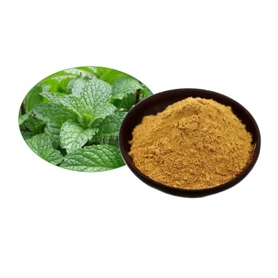 Plant Extract Water Soluble Mint Flavor Powder Natural Spearmint Extract