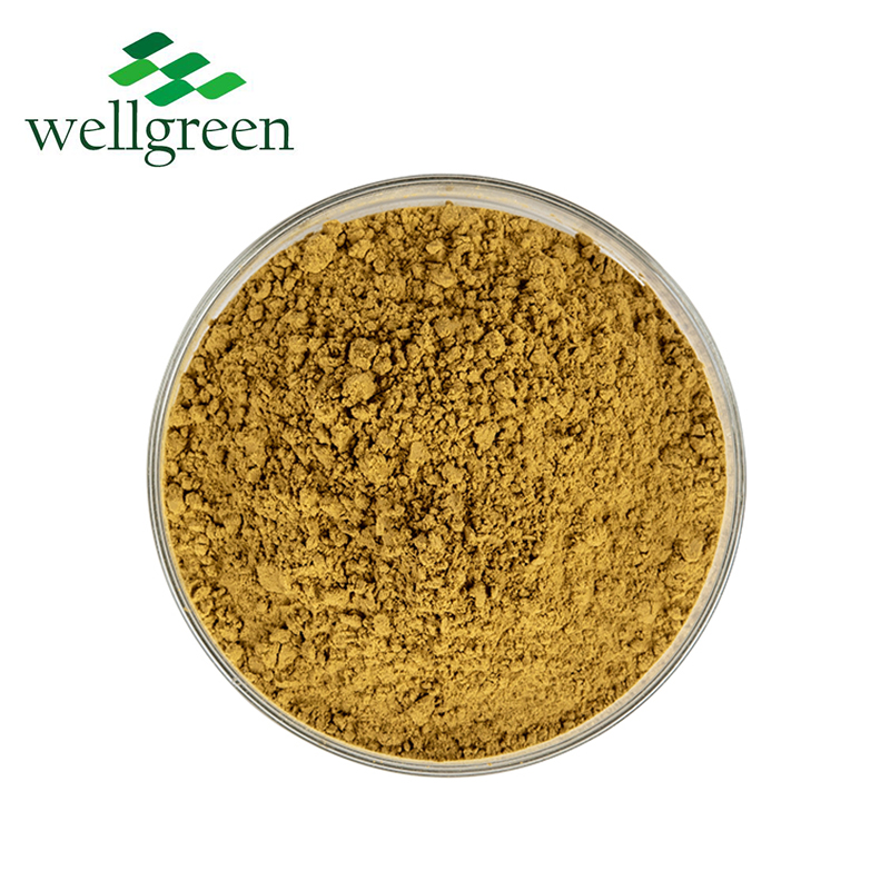 Herb Organic Plant Root Cichoric Acid 4% Powder Purpurea Echinacea Extract