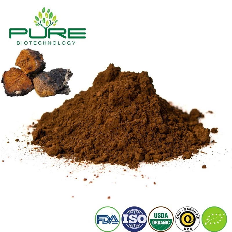Premium Organic Chaga Mushroom Extract Powder for Wholesale Supply