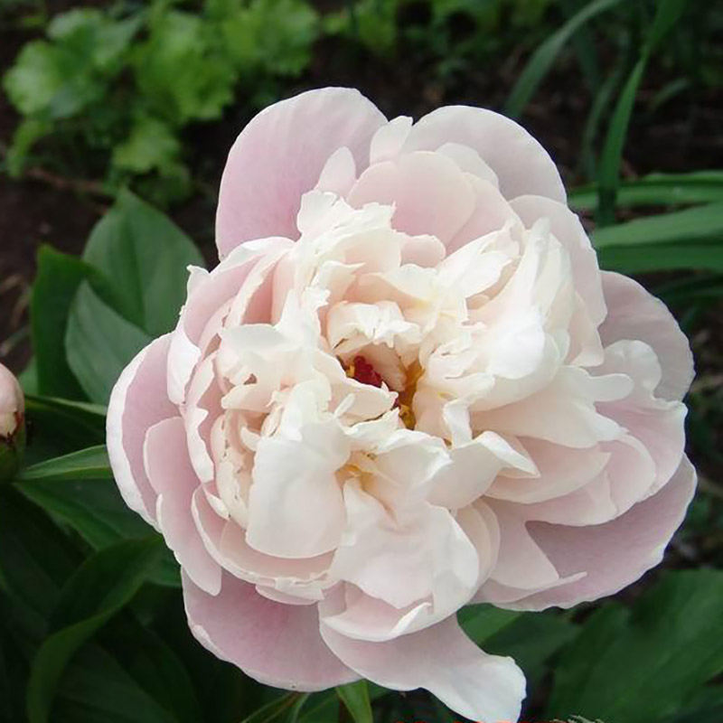 Peoniflorin 50~90% as Whitening Ingredients in Cosmetics