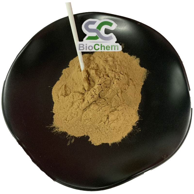 Supply Traditional Chinese Dong Quai Extract 10: 1 Angelica Root Extract